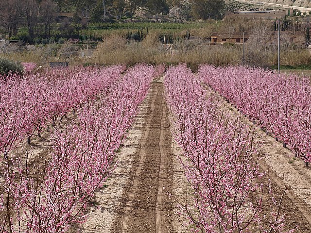 Floracin de Cieza -  El Caico - 17